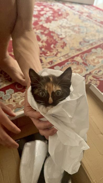 Котенок/кошка даром