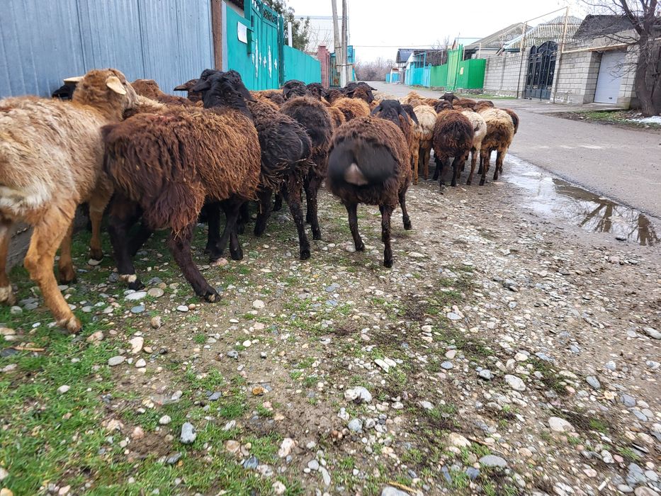 Қошқар,қошқарлар,Бараны