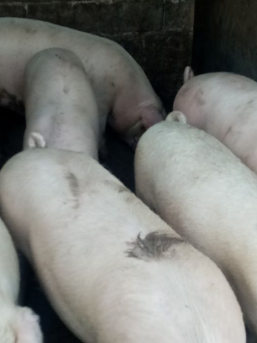 Свободни! Домашни прасета