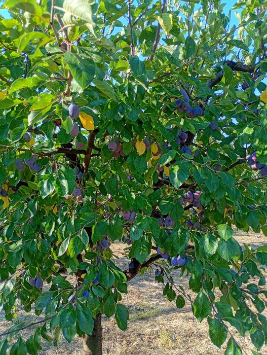 Prune de vânzare