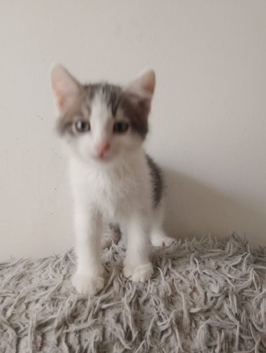 Котята в добрые руки.