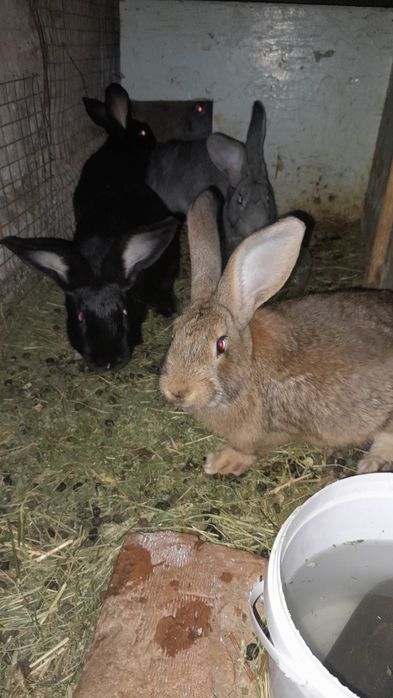 Кролики самцы 1.5 месеца