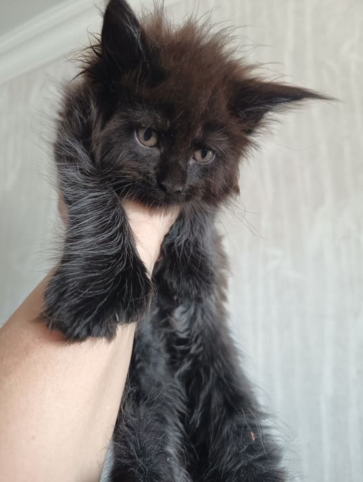 Котята от классика до Полидакта  Мейн Кун