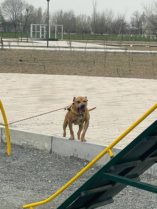 Питбуль сотилади