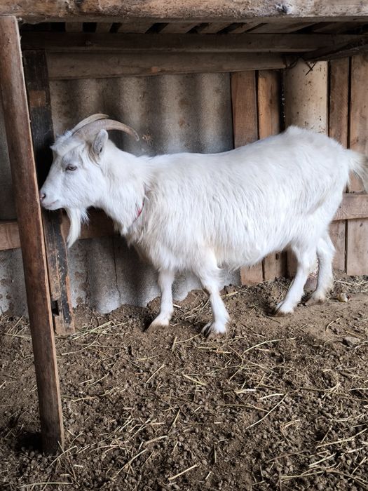 Оптом орыс ешкилер сатылады