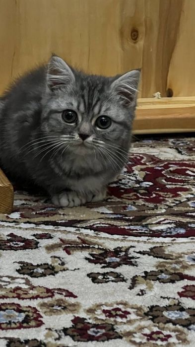 British shorthair мальчик