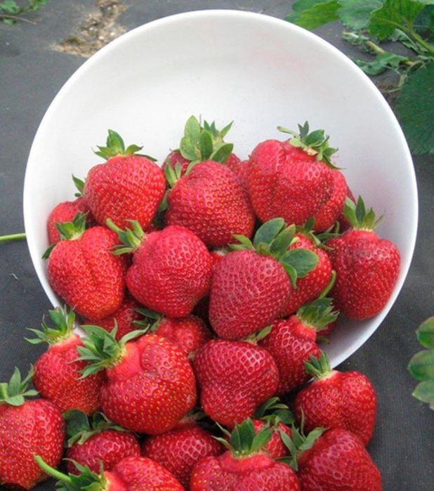 Продаётся Рассады Клубника с хорошим запхам и не павтариями вкусам