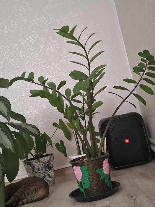 Үлкен гүлдер сатылады