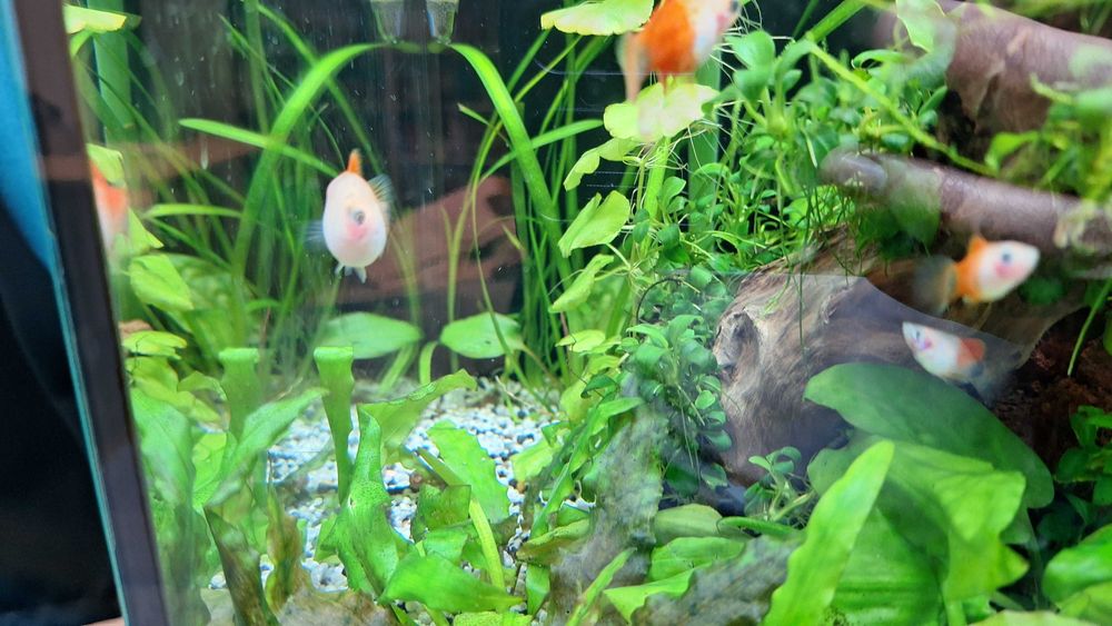 Schimb pești platty + o zebră voalată, cu masculi de guppy sau creveți