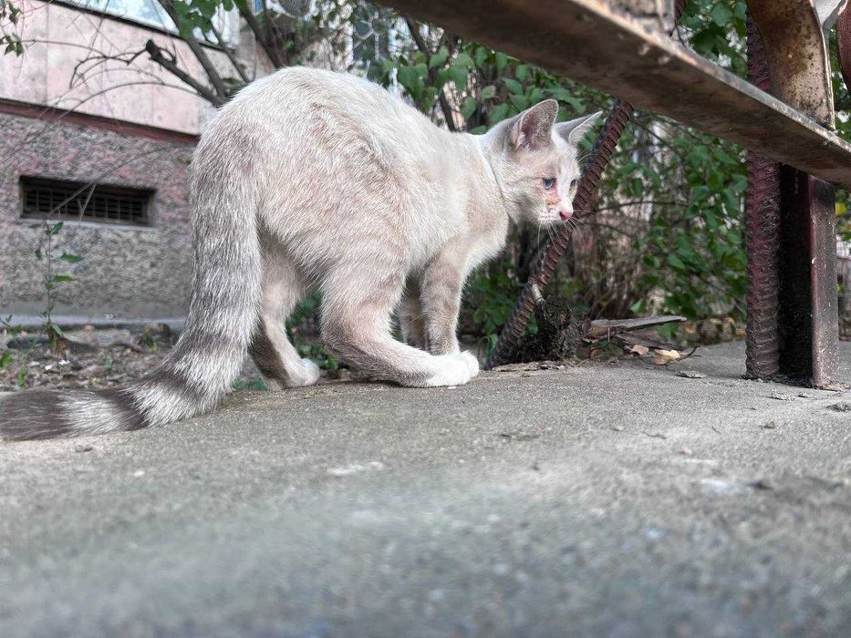 Котёнок 6 месяцев