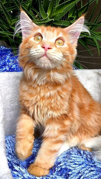 МЕЙН- КУНЫ ! ЦВЕТНЫЕ, Голубые- Мрамор- Дым и т.д.