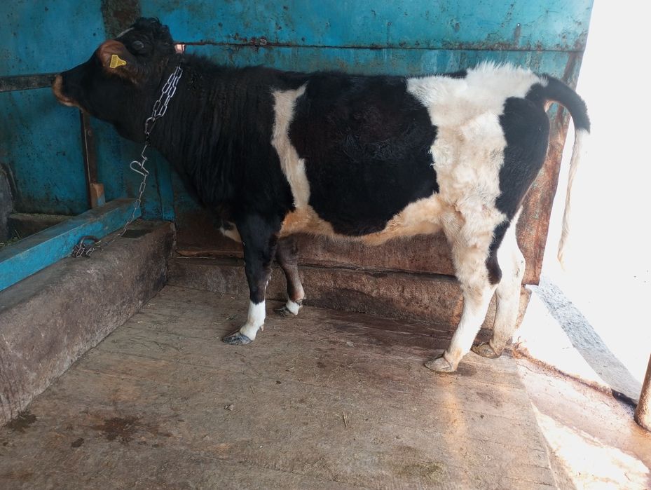 Продам жирную телку