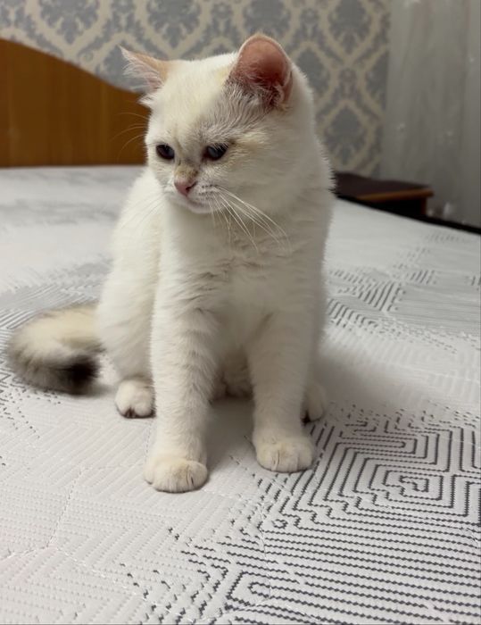 Британская шиншилла