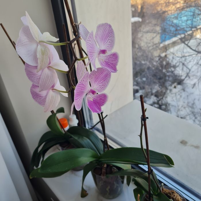 Продам коллекцию орхидей