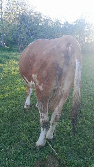 Vând  vaca de 7 ani blândă  genstata  de 3 luni  jumate