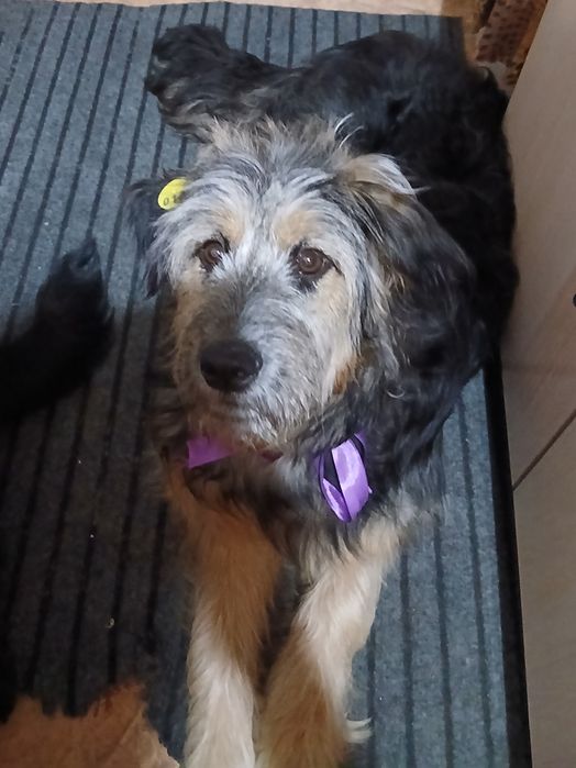 Две собаки ишут порядочных хозяев.