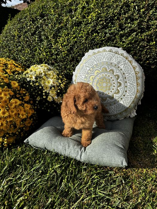 Мини Пyдел момиче с генетични изследвания/ Mini Poodle Girl