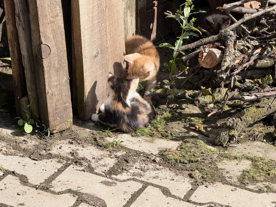 Donez pisoi superbi iubitorilor de animale.