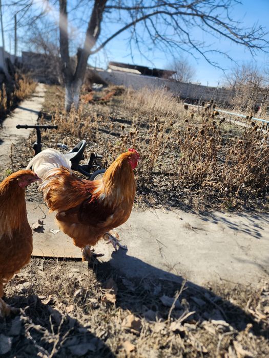 Ломан браун петух