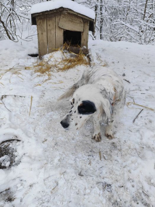 Ловно куче Сетер