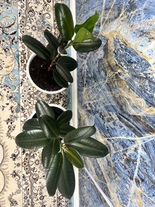 Фикусы два в горшках белых