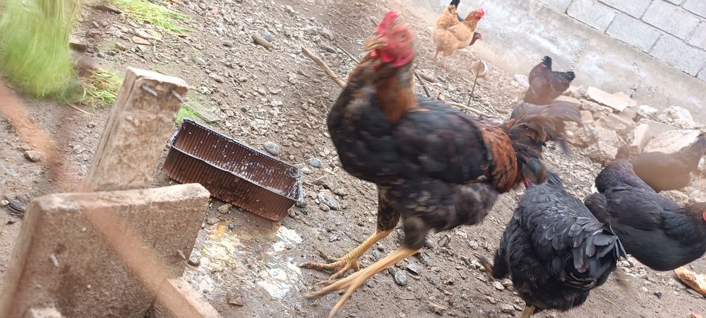 Қораз, әтеш, петух