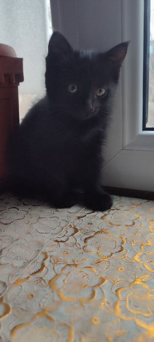 Котята в хорошие руки