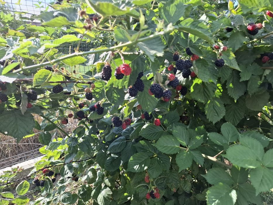 Mure de vanzare Vădurele Neamt