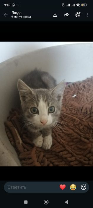 Кошки в добрые руки