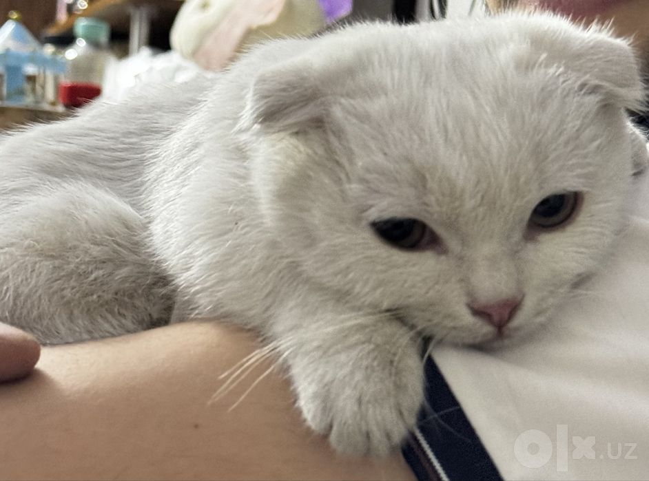 Котенок Скоттиш Фолд белого окраса