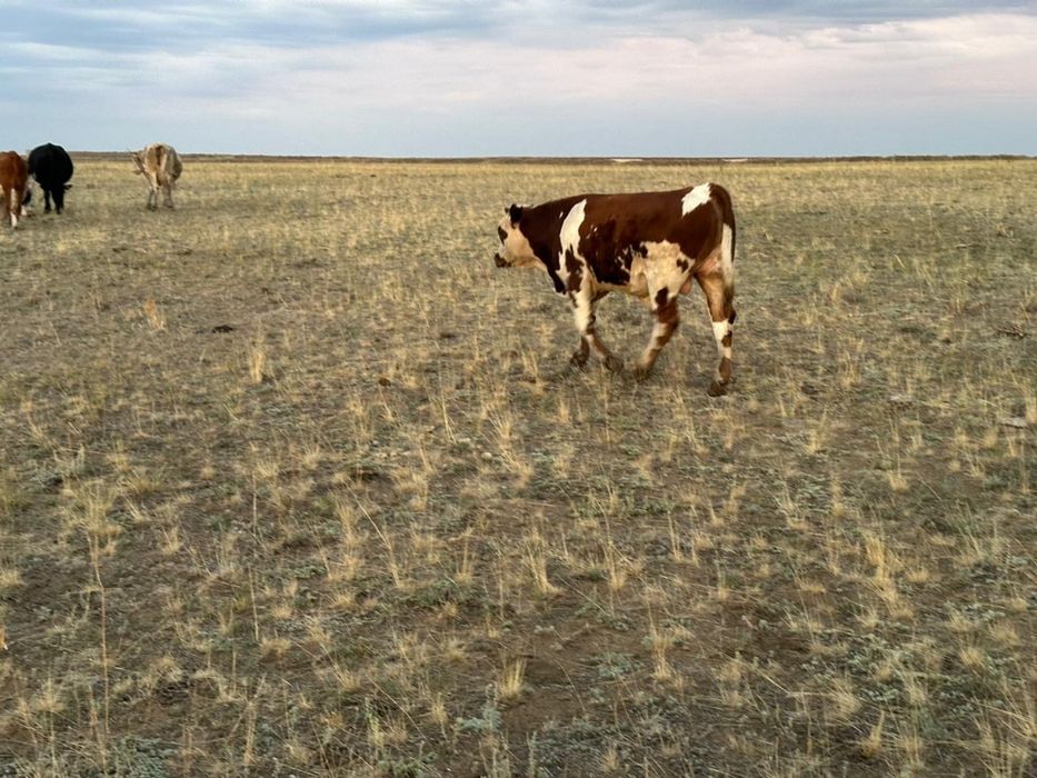 Бука сатамын  30 бас подсос  срочно