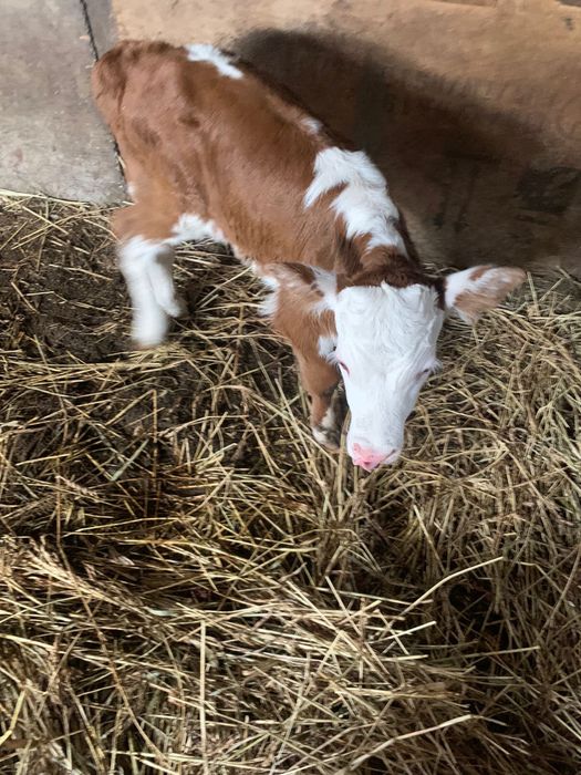 Корова с телочкой, 3 отёла