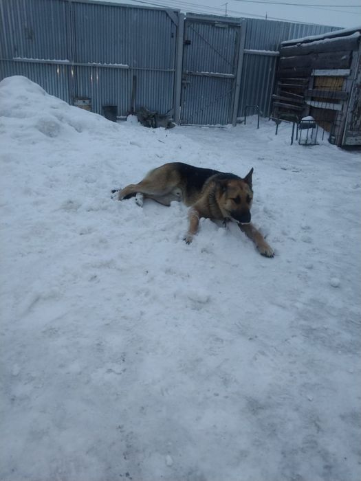 Продам кобеля немецкой Авчарки