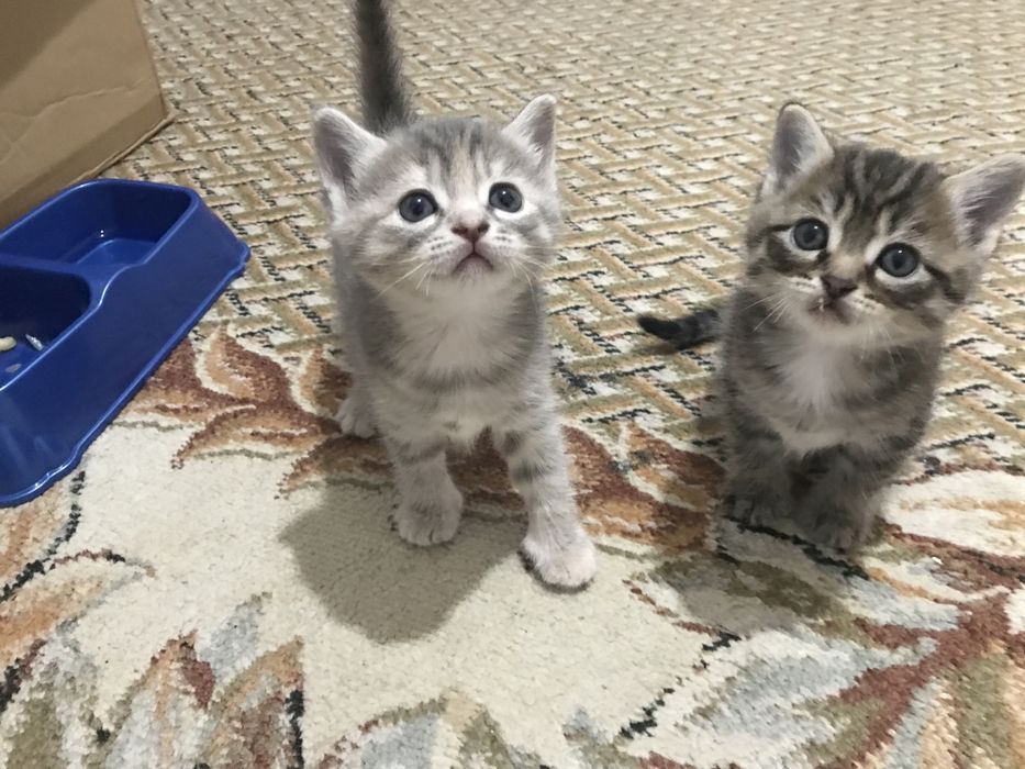 Отдам котят в добрые руки