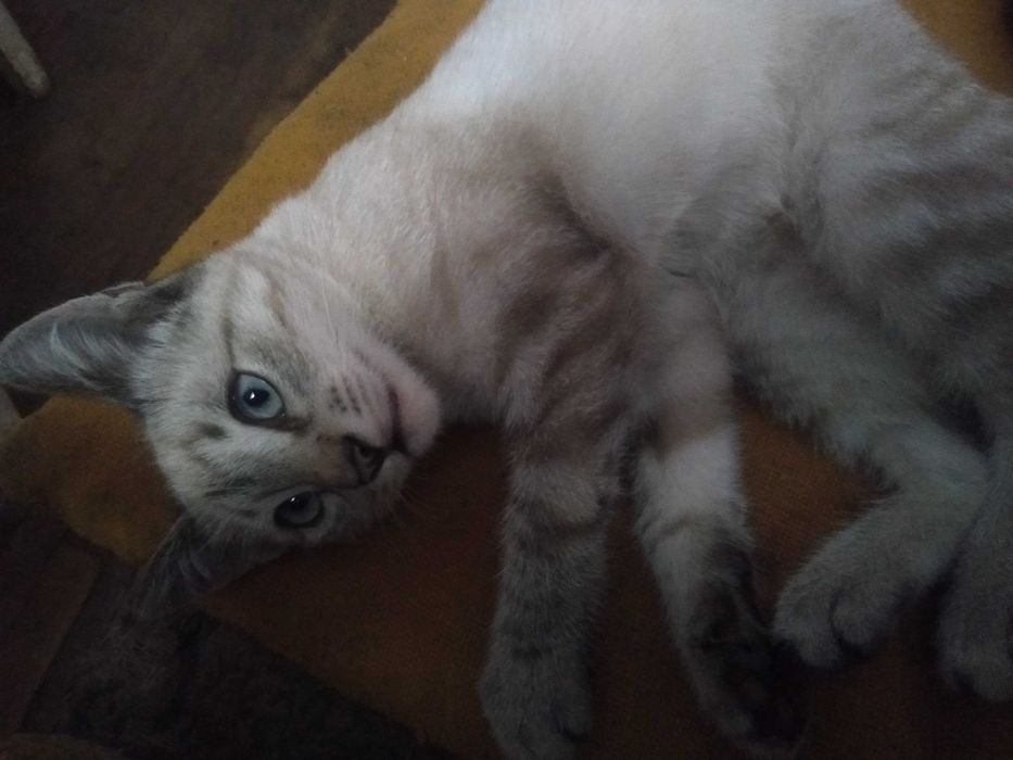 Отдам котенка ,девочку.