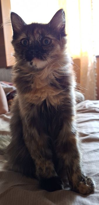 котёнокккккккккк