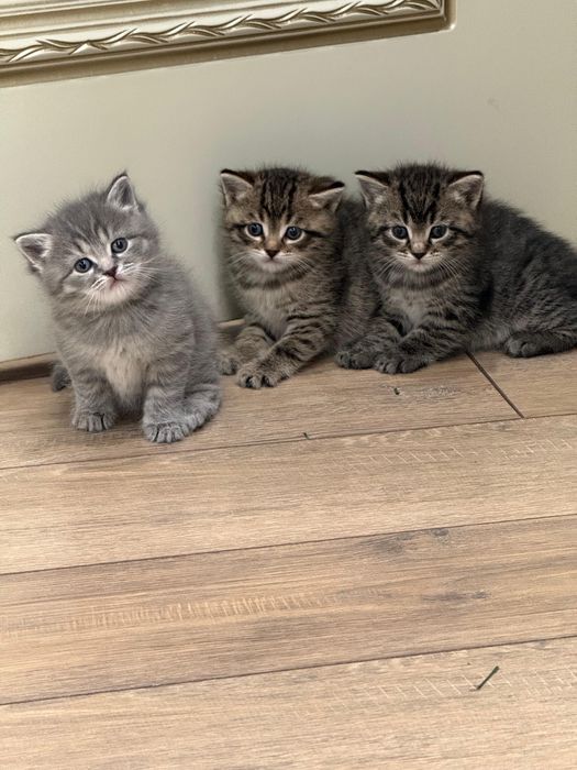 Отдадим котят, возраст 1 месяц