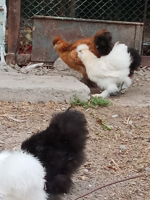 Инкубационные яйца