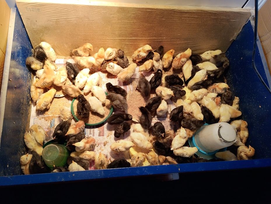 Пиленца на 3 седмици