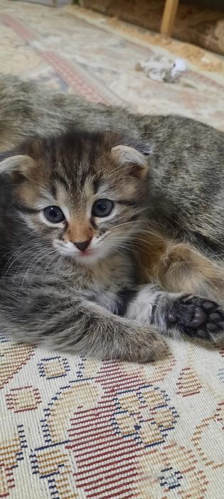 Вислоухие котята  2 мес  девочки