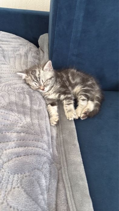 Котенок scottich straight