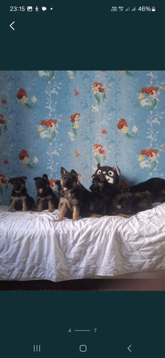 Немецкий щенки овчарки