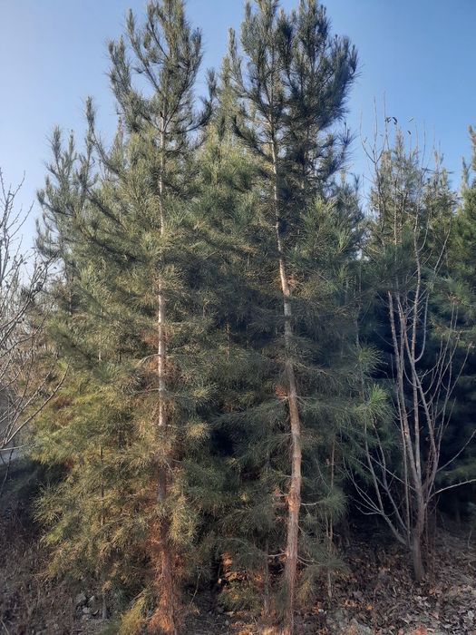 Сасна арча 5йиллик