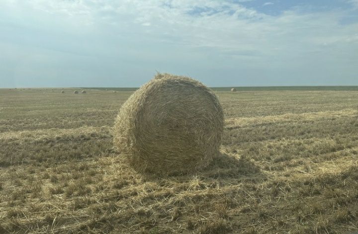 Продам  суданку  2024 года .