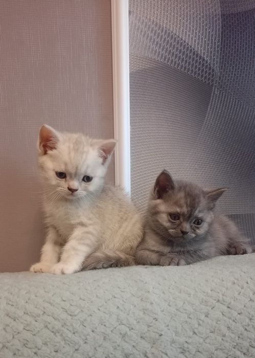 Шотландские котята