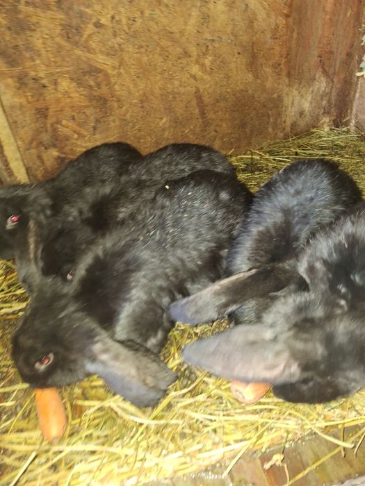 Vând pui berbec german