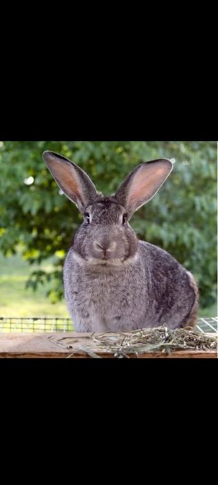 Vând carne de Iepure !!!