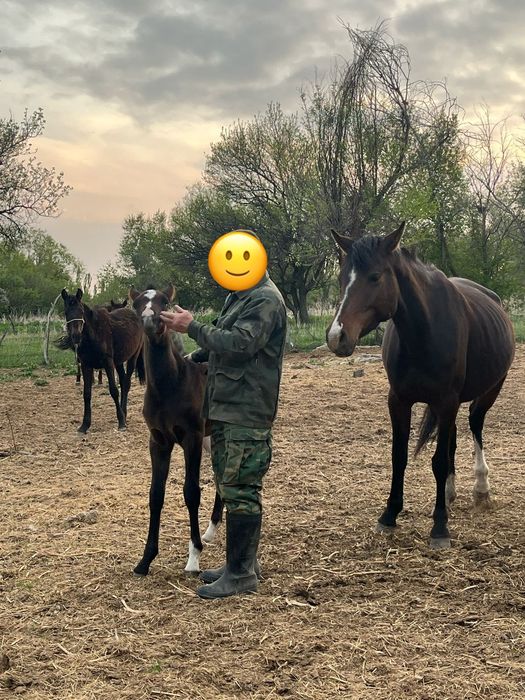 Продаются лошади