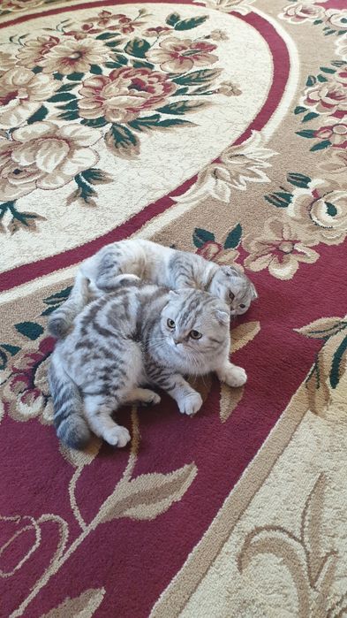 Продается шотландский