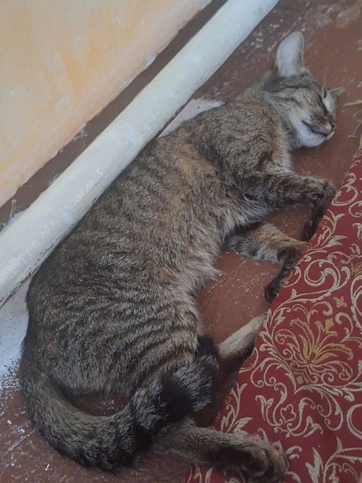 Кошка бесплатно.